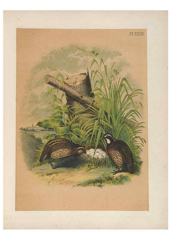 Reproducción/Reproduction 6022132453: The birds of North America New York :Published under the auspices of the Natural Science Association of America,1903