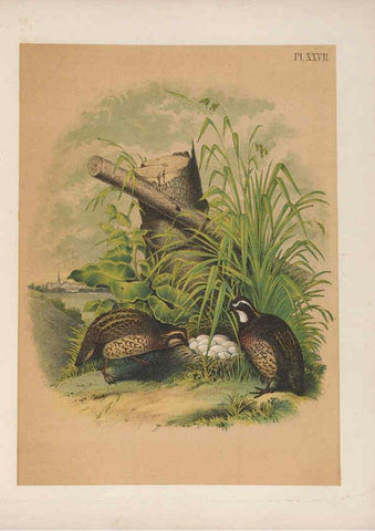 Reproducción/Reproduction 6022132453: The birds of North America New York :Published under the auspices of the Natural Science Association of America,1903