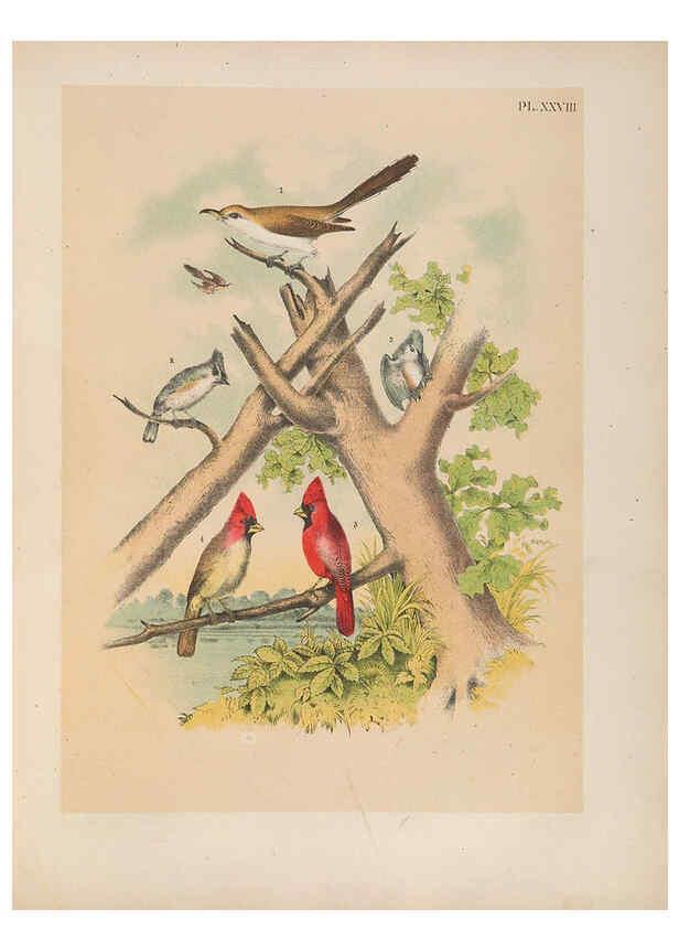 Reproducción/Reproduction 6022689404: The birds of North America New York :Published under the auspices of the Natural Science Association of America,1903