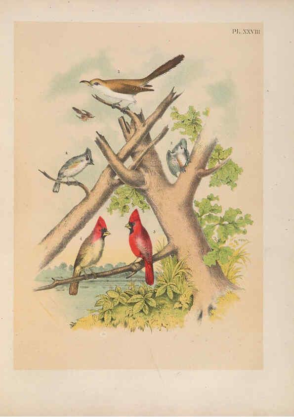 Reproducción/Reproduction 6022689404: The birds of North America New York :Published under the auspices of the Natural Science Association of America,1903