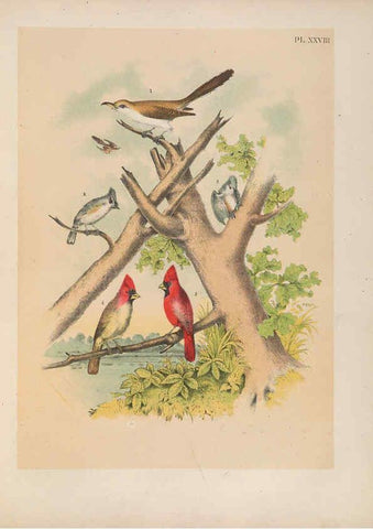 Reproducción/Reproduction 6022689404: The birds of North America New York :Published under the auspices of the Natural Science Association of America,1903