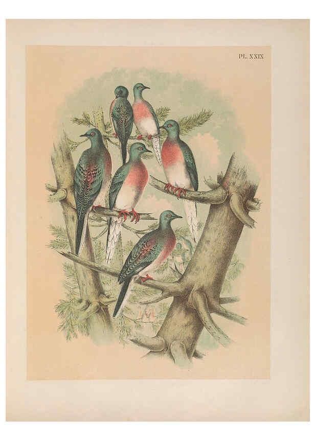 Reproducción/Reproduction 6022689776: The birds of North America New York :Published under the auspices of the Natural Science Association of America,1903