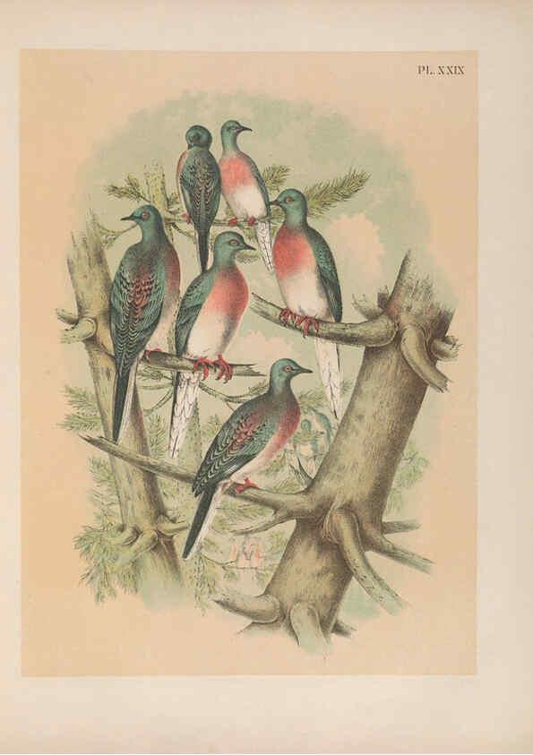 Reproducción/Reproduction 6022689776: The birds of North America New York :Published under the auspices of the Natural Science Association of America,1903