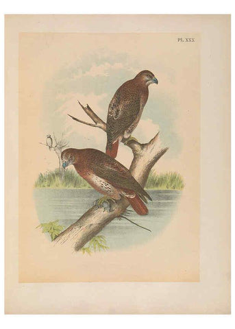 Reproducción/Reproduction 6022690164: The birds of North America New York :Published under the auspices of the Natural Science Association of America,1903