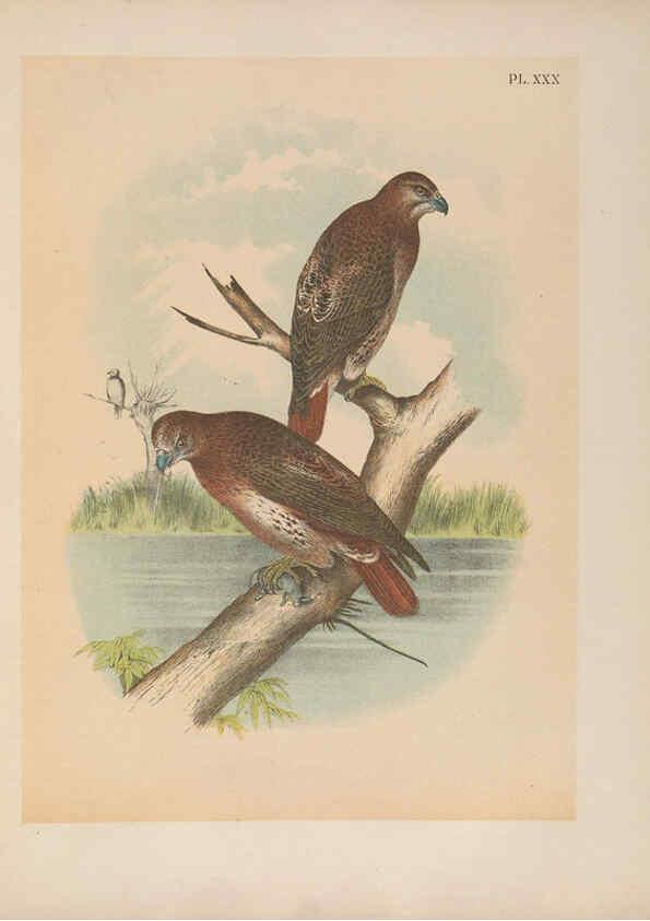 Reproducción/Reproduction 6022690164: The birds of North America New York :Published under the auspices of the Natural Science Association of America,1903