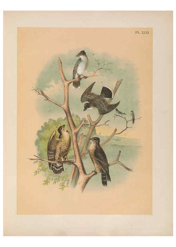 Reproducción/Reproduction 6022690698: The birds of North America New York :Published under the auspices of the Natural Science Association of America,1903