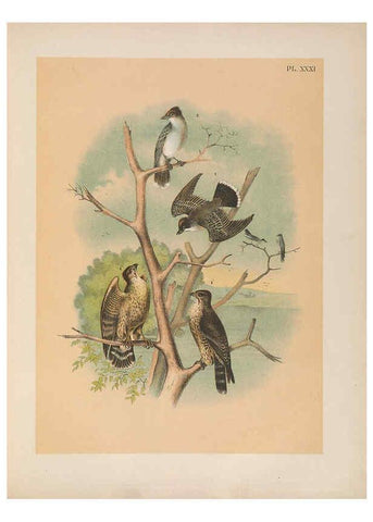 Reproducción/Reproduction 6022690698: The birds of North America New York :Published under the auspices of the Natural Science Association of America,1903