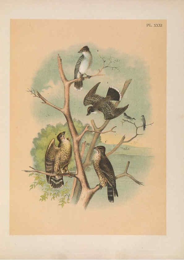 Reproducción/Reproduction 6022690698: The birds of North America New York :Published under the auspices of the Natural Science Association of America,1903