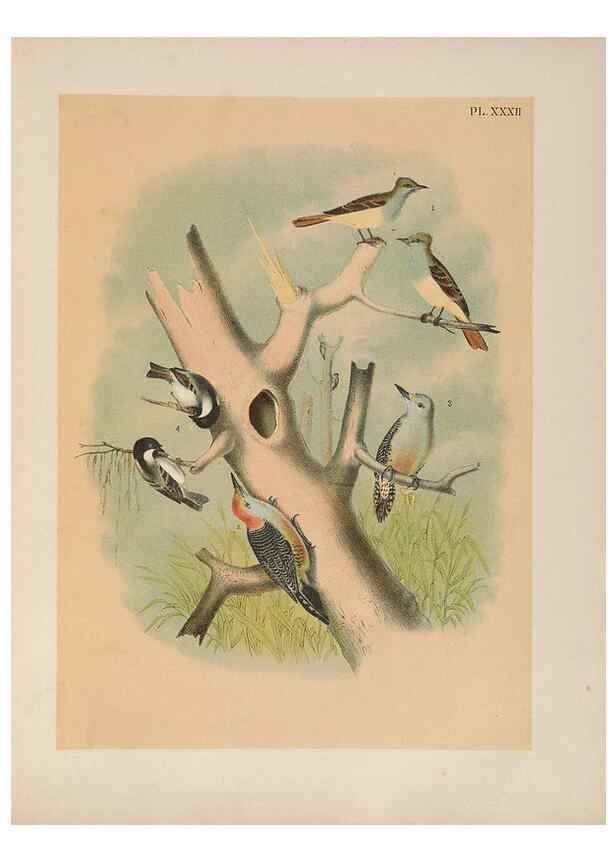 Reproducción/Reproduction 6022691074: The birds of North America New York :Published under the auspices of the Natural Science Association of America,1903
