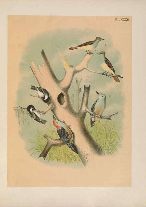 Reproducción/Reproduction 6022691074: The birds of North America New York :Published under the auspices of the Natural Science Association of America,1903