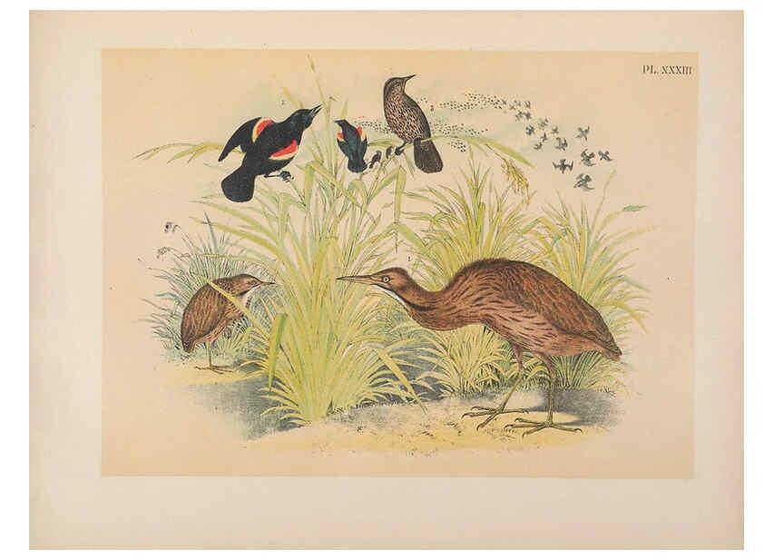 Reproducción/Reproduction 6022691340: The birds of North America New York :Published under the auspices of the Natural Science Association of America,1903