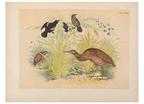 Reproducción/Reproduction 6022691340: The birds of North America New York :Published under the auspices of the Natural Science Association of America,1903