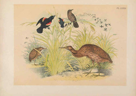Reproducción/Reproduction 6022691340: The birds of North America New York :Published under the auspices of the Natural Science Association of America,1903