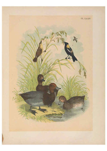 Reproducción/Reproduction 6022691658: The birds of North America New York :Published under the auspices of the Natural Science Association of America,1903