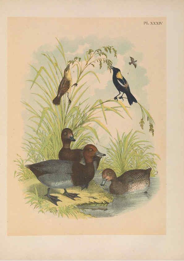 Reproducción/Reproduction 6022691658: The birds of North America New York :Published under the auspices of the Natural Science Association of America,1903