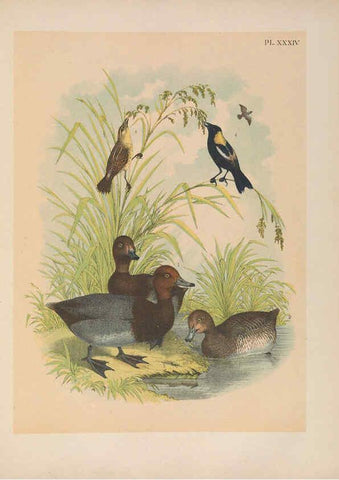 Reproducción/Reproduction 6022691658: The birds of North America New York :Published under the auspices of the Natural Science Association of America,1903
