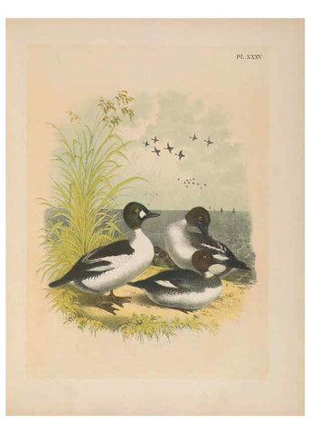 Reproducción/Reproduction 6022691994: The birds of North America New York :Published under the auspices of the Natural Science Association of America,1903