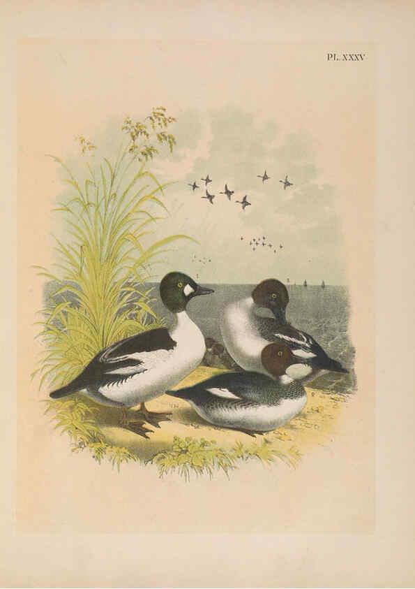 Reproducción/Reproduction 6022691994: The birds of North America New York :Published under the auspices of the Natural Science Association of America,1903