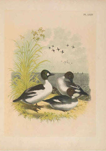 Reproducción/Reproduction 6022691994: The birds of North America New York :Published under the auspices of the Natural Science Association of America,1903