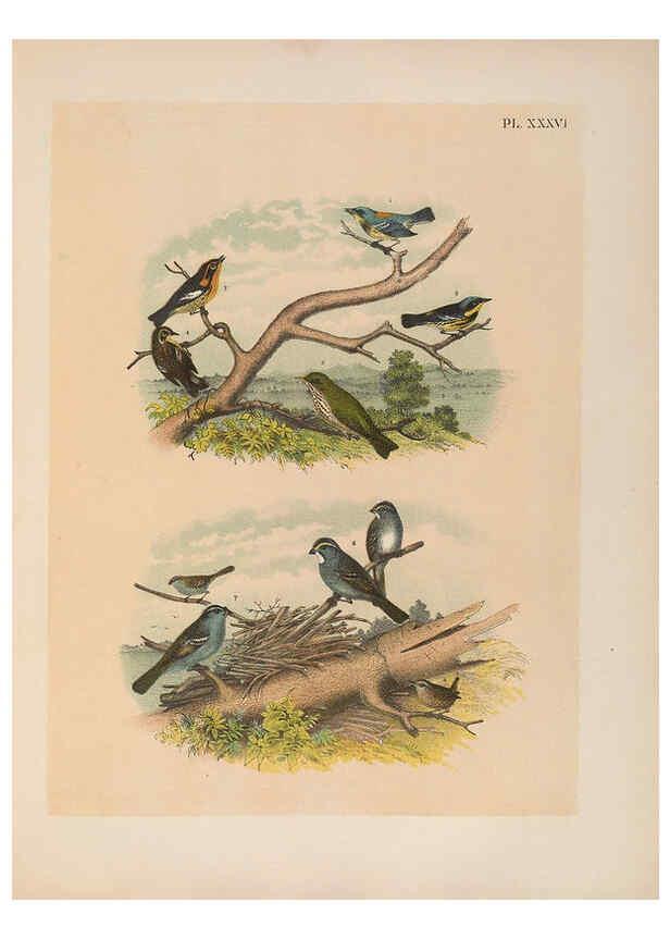 Reproducción/Reproduction 6022135625: The birds of North America New York :Published under the auspices of the Natural Science Association of America,1903