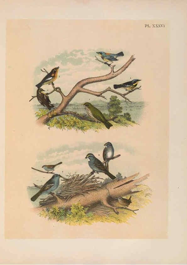 Reproducción/Reproduction 6022135625: The birds of North America New York :Published under the auspices of the Natural Science Association of America,1903