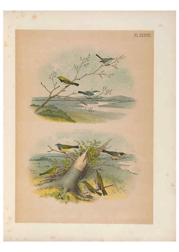 Reproducción/Reproduction 6022135841: The birds of North America New York :Published under the auspices of the Natural Science Association of America,1903