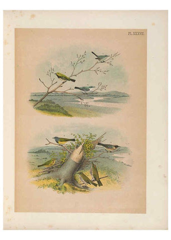 Reproducción/Reproduction 6022135841: The birds of North America New York :Published under the auspices of the Natural Science Association of America,1903