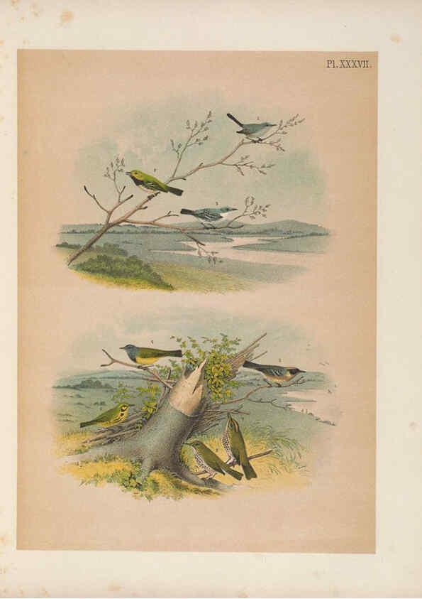 Reproducción/Reproduction 6022135841: The birds of North America New York :Published under the auspices of the Natural Science Association of America,1903