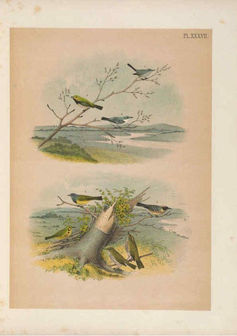 Reproducción/Reproduction 6022135841: The birds of North America New York :Published under the auspices of the Natural Science Association of America,1903