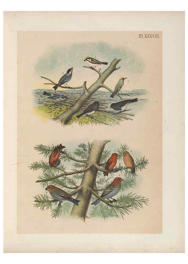 Reproducción/Reproduction 6022136341: The birds of North America New York :Published under the auspices of the Natural Science Association of America,1903