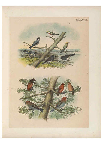 Reproducción/Reproduction 6022136341: The birds of North America New York :Published under the auspices of the Natural Science Association of America,1903