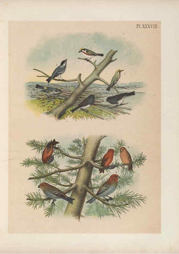 Reproducción/Reproduction 6022136341: The birds of North America New York :Published under the auspices of the Natural Science Association of America,1903