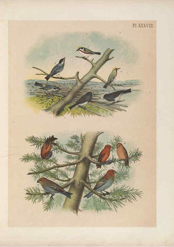 Reproducción/Reproduction 6022136341: The birds of North America New York :Published under the auspices of the Natural Science Association of America,1903