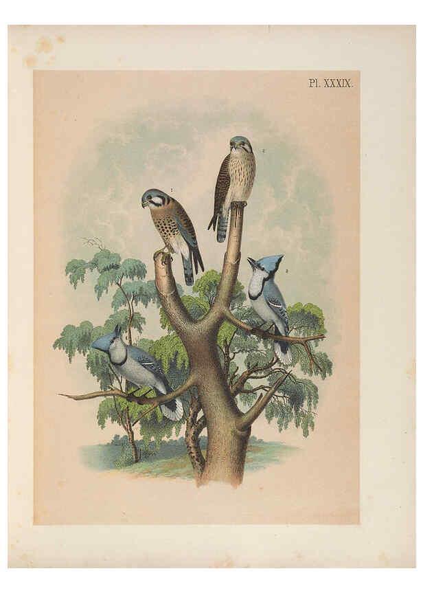 Reproducción/Reproduction 6022693204: The birds of North America New York :Published under the auspices of the Natural Science Association of America,1903