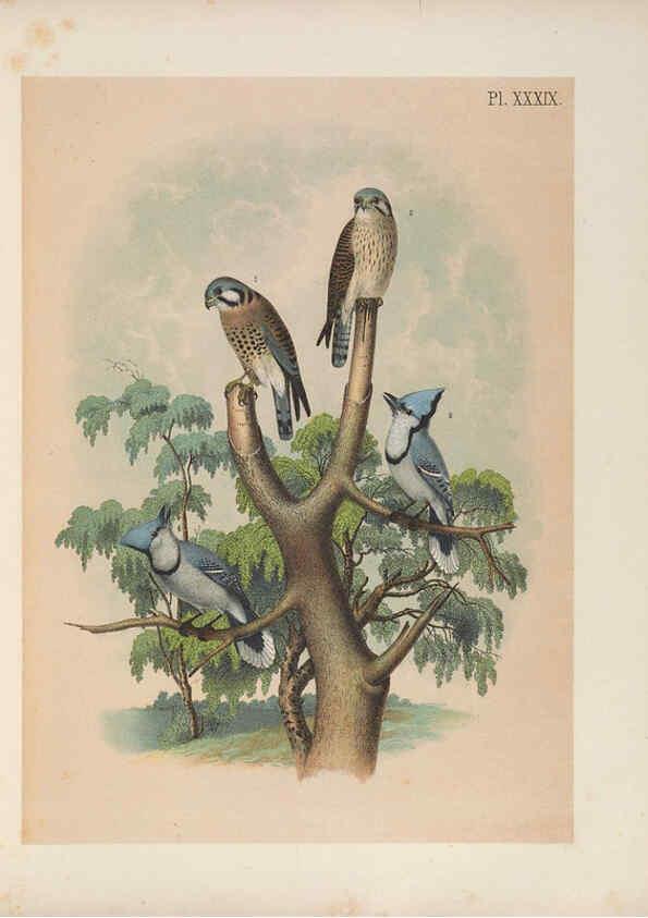 Reproducción/Reproduction 6022693204: The birds of North America New York :Published under the auspices of the Natural Science Association of America,1903
