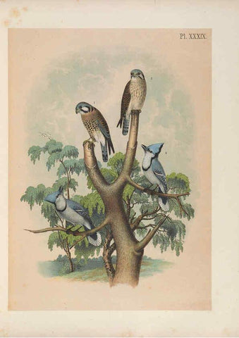 Reproducción/Reproduction 6022693204: The birds of North America New York :Published under the auspices of the Natural Science Association of America,1903
