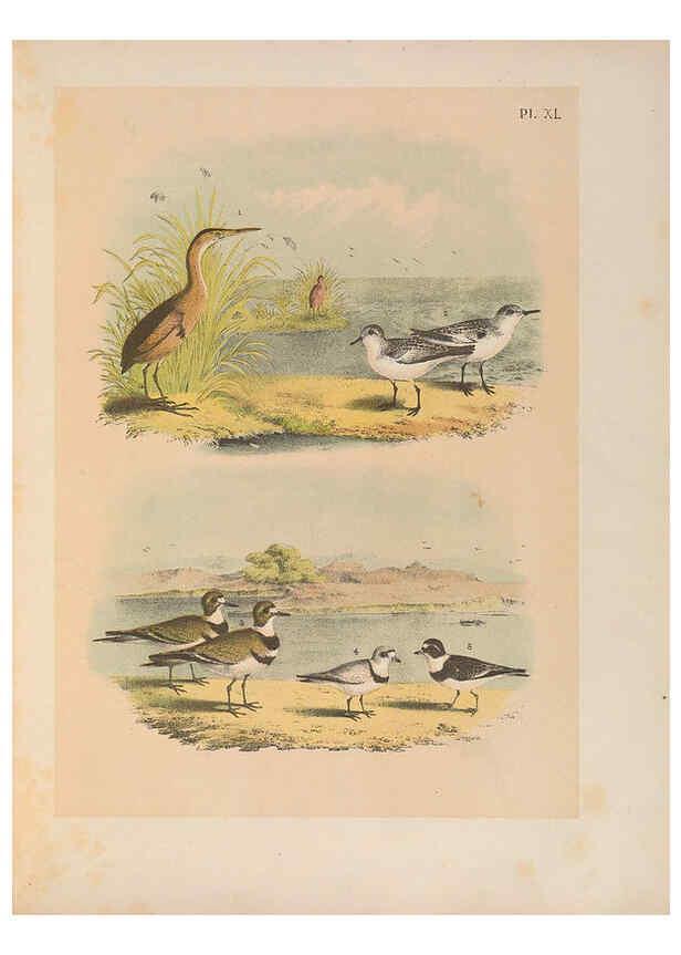 Reproducción/Reproduction 6022136937: The birds of North America New York :Published under the auspices of the Natural Science Association of America,1903