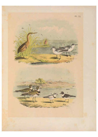 Reproducción/Reproduction 6022136937: The birds of North America New York :Published under the auspices of the Natural Science Association of America,1903