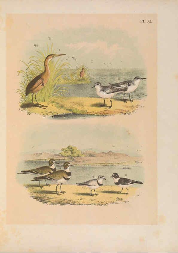 Reproducción/Reproduction 6022136937: The birds of North America New York :Published under the auspices of the Natural Science Association of America,1903