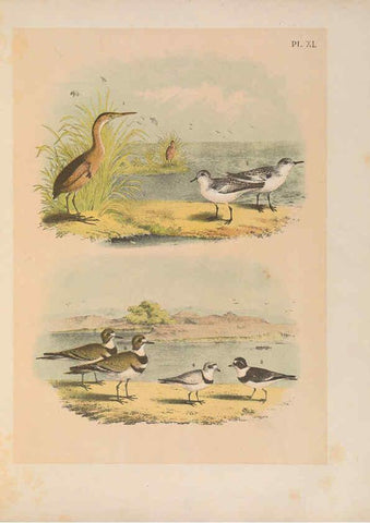 Reproducción/Reproduction 6022136937: The birds of North America New York :Published under the auspices of the Natural Science Association of America,1903
