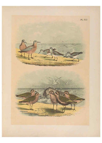 Reproducción/Reproduction 6022137195: The birds of North America New York :Published under the auspices of the Natural Science Association of America,1903