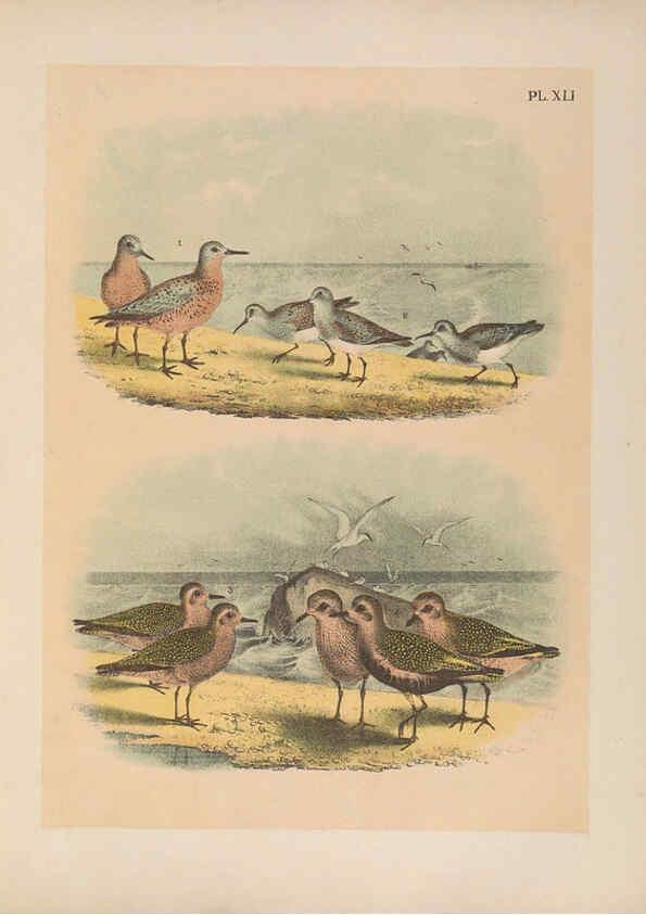Reproducción/Reproduction 6022137195: The birds of North America New York :Published under the auspices of the Natural Science Association of America,1903