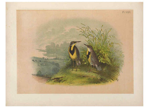 Reproducción/Reproduction 6022688298: The birds of North America New York :Published under the auspices of the Natural Science Association of America,1903