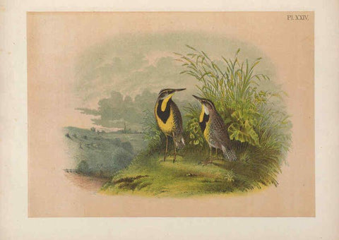 Reproducción/Reproduction 6022688298: The birds of North America New York :Published under the auspices of the Natural Science Association of America,1903