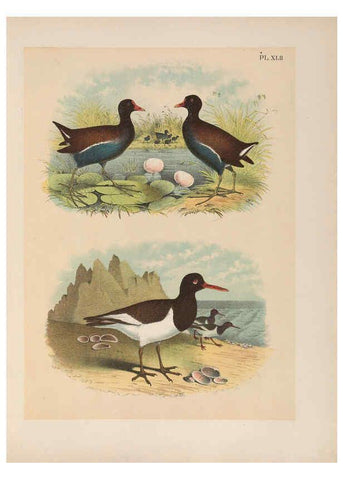 Reproducción/Reproduction 6022694266: The birds of North America New York :Published under the auspices of the Natural Science Association of America,1903