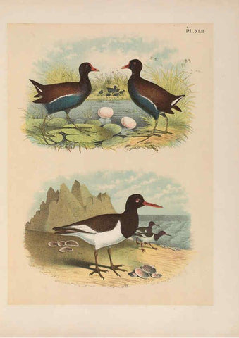 Reproducción/Reproduction 6022694266: The birds of North America New York :Published under the auspices of the Natural Science Association of America,1903
