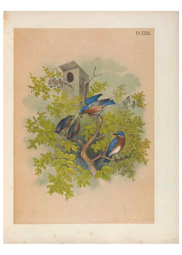 Reproducción/Reproduction 6022688070: The birds of North America New York :Published under the auspices of the Natural Science Association of America,1903