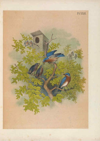 Reproducción/Reproduction 6022688070: The birds of North America New York :Published under the auspices of the Natural Science Association of America,1903