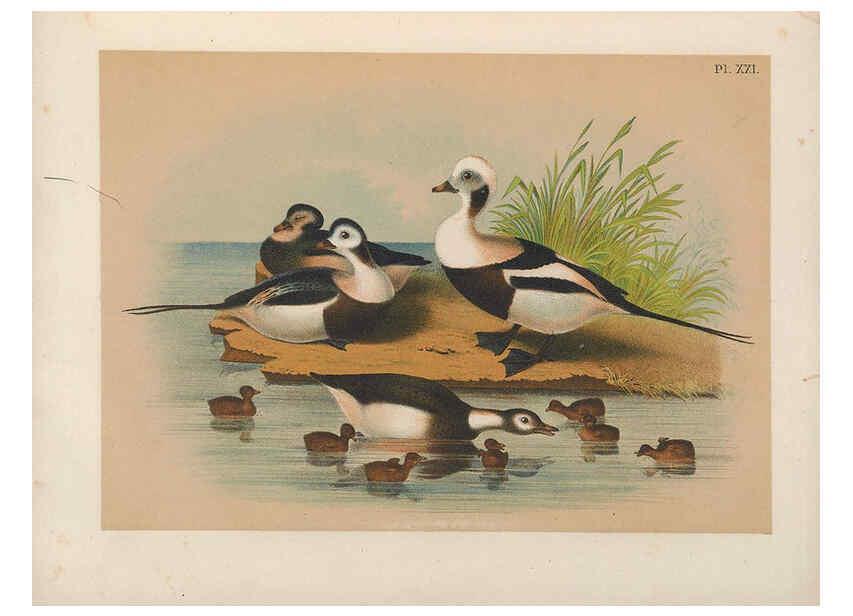Reproducción/Reproduction 6022130703: The birds of North America New York :Published under the auspices of the Natural Science Association of America,1903