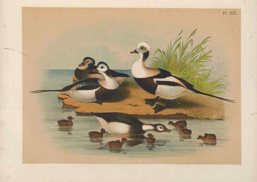 Reproducción/Reproduction 6022130703: The birds of North America New York :Published under the auspices of the Natural Science Association of America,1903